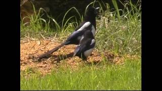 Steckbrief Natur Teil 18 Rabenvögel [upl. by Perrie]