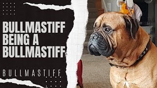 Bullmastiff Life [upl. by Boone]