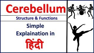 Cerebellum Structure amp Function in Hindi Bhushan Science [upl. by Spohr]