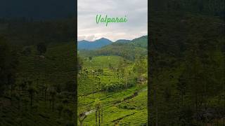 Breathtaking viewsvalparai teagarden nature hills hillstation shorts short youtubeshorts [upl. by Guibert]