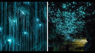 Glow Worms Turn New Zealand Cave Into Starry Night [upl. by Zetes]