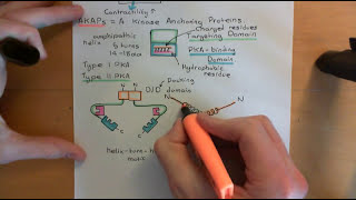 Cyclic AMP Signalling Part 9 [upl. by Whitten737]