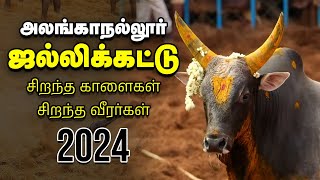 Jallikattu 2024 quotசுத்துப்போட்டா சிக்கியிருவோமாquot  அனல் பறக்கும் அலங்காநல்லூர் ஜல்லிக்கட்டு [upl. by Lifton]