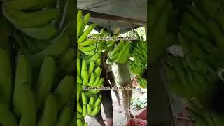 Todays harvesting for Iran iran dubai Philippine fruits vegetables export packing packers [upl. by Ajnotal994]