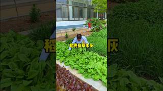 I dont use pesticides when growing vegetables I just use plant ash 植物木灰 我的小菜园 [upl. by Youngran]