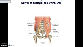 Overview of Abdomen 5  Muscles and Nerves of Posterior Abdominal Wall  Dr Ahmed Farid [upl. by Maclaine]