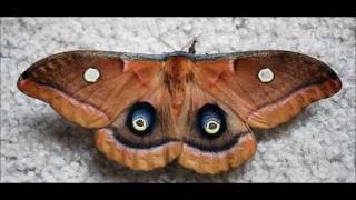 Polyphemus Moth Eclosing Time Lapse 61711 [upl. by Ennovahc]