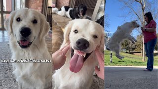 Quirky Things My Golden Retriever Pup Does [upl. by Latsyrk]