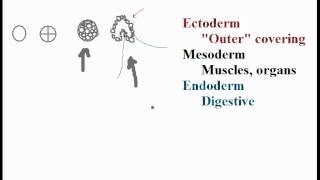 Biolgy Germ Layers Endoderm Mesoderm Ectoderm [upl. by Kuehn]