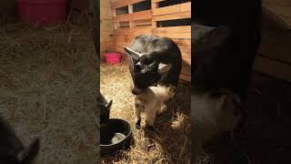 Tinkerbell LOVES her BABIES goat farmlife farm cute [upl. by Eeralih854]