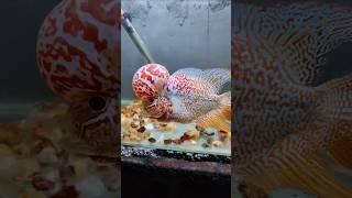 மீனுக்கு புற்றுநோய்  Flowerhorn beated cancertumor [upl. by Leonsis309]