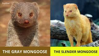 Mongoose 101  Interesting Facts about Mongooses [upl. by Rollecnahc]