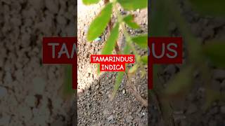 Bonsai guide for the Tamarind Bonsai tree Tamarindus indica [upl. by Rehpotsihc424]