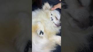 Clean spa ASMR Dog Funny puppy [upl. by Nairrot]