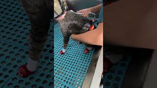 Cat shower shortvideo groomingtime [upl. by Damien]