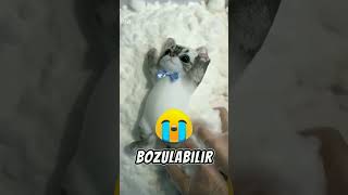 Yapışkan şirin kedi çok güzel bir oyuncak oldu 😱 [upl. by Ainslie514]