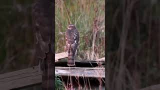 FEMALE SPARROWHAWK [upl. by Swayder]