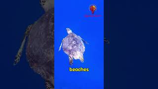 Amazing Sea Turtle Facts You Didn’t Know🐢 shorts [upl. by Shanahan]