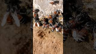 Honey Bee death after Bite😨shortsmrmine [upl. by Enaira]