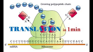 TRANSLATION IN 1MIN  GRADE 12 LIFE SCIENCES  PROTEIN SYTHESIS  THUNDREDUC DNA [upl. by Shaver139]