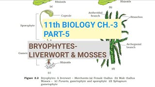 Class 11 BiologyCh3 Part5BryophytesLiverwort amp mossesStudy with Farru [upl. by Price]