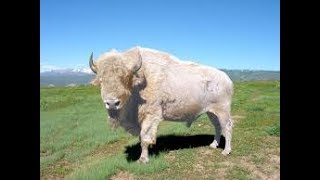 Saxon  The Great White Buffalo [upl. by Flanagan]