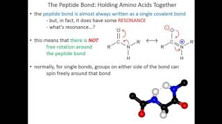 Lecture 2C  Amino Acids Peptide Bonds [upl. by Cindie]