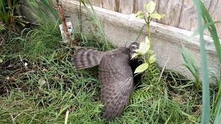 Sparrowhawk v Crow [upl. by Sharpe897]