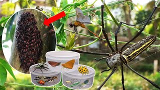 Wow‼ Agresive Giant Spiders Common Redeyed Dragonflies Ladybugs and Meet Colonies Bark Lice [upl. by Nadirehs952]