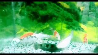 Fishlike fishlove fishswimming videosubscribe 🐟💚💙 [upl. by Llenart35]