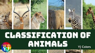 Classification of Animals  Types of animals  Vertebrates amp invertebrates  cocomelon  chuchutv [upl. by Drofub279]