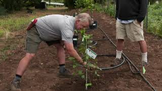 Planting Citrus Trees [upl. by Nnyleimaj]