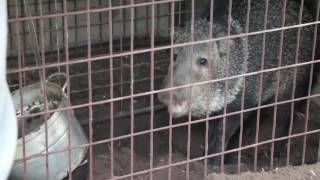 Javelina That Attacked My Friends Dog The Daily Cheese 98 [upl. by Poock570]