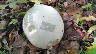 Puffball hunting Giant puffball Calvatia gigantea  Lycoperdon pyriforme  Lycoperdon perlatum [upl. by Teews]