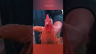 chicken gimbal head facts sciencefacts science [upl. by Chara9]