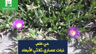 حي علم نبات عصاري ثلاثي الأبعاد [upl. by Odlavu435]