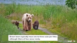 128 Grazer and Her Cubs  Best of Bear Cam [upl. by Decca486]