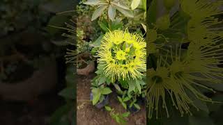 First love flower plant flower reels flowers nature tranding love plants garden [upl. by Freedman672]