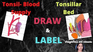 167Tonsillar Bed amp blood supply of tonsil tonsillar bed is formed by arterial supply of tonsils [upl. by Nerland]