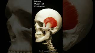 This is how muscles for Mastication works Primary Muscles of Mastication anatomy 3d [upl. by Ittam]