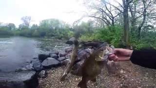 Smallmouth bass fishing in Berrien Springs Michigan [upl. by Aisyla]