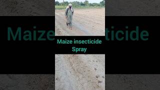 Maize hybrid insecticide spray at seedling 🌱 shorts viralshorts popular youtubeshorts farming [upl. by Hareema118]