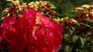 Amaranthus tricolor a towering beauty [upl. by Ycats813]