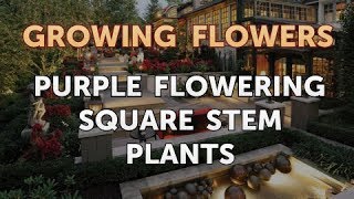 Purple Flowering Square Stem Plants [upl. by Dahaf319]