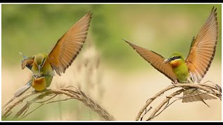 Blue Tailed Bee Eater  Blue Tailed Bee Eater Mating  Bee Eater Birds  Wildlife Photography birds [upl. by Marabel]