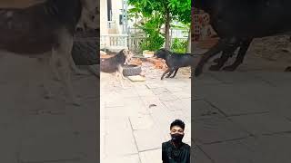 Street Dogs Gang Fight 🥵 shorts dog vlog shortsfeed [upl. by Irrehc577]