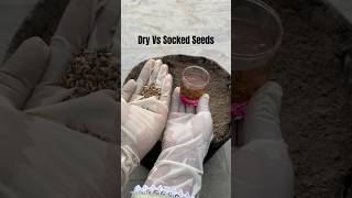 Grow soaked seeds of Spinach for faster result Terrace Garden  Winter Vegetables [upl. by Anyalram]