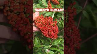 Smooth Sumac so pretty  Native Shrub North America shorts [upl. by Enelyak891]