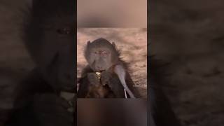 African baboon ko namak khila ke pani kaise khojta hai😱 [upl. by Hetti]