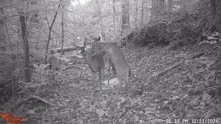 North Georgia Trail Camera Footage  12 Wildlife Viewing From The Woods Of North Georgia [upl. by Sugna]